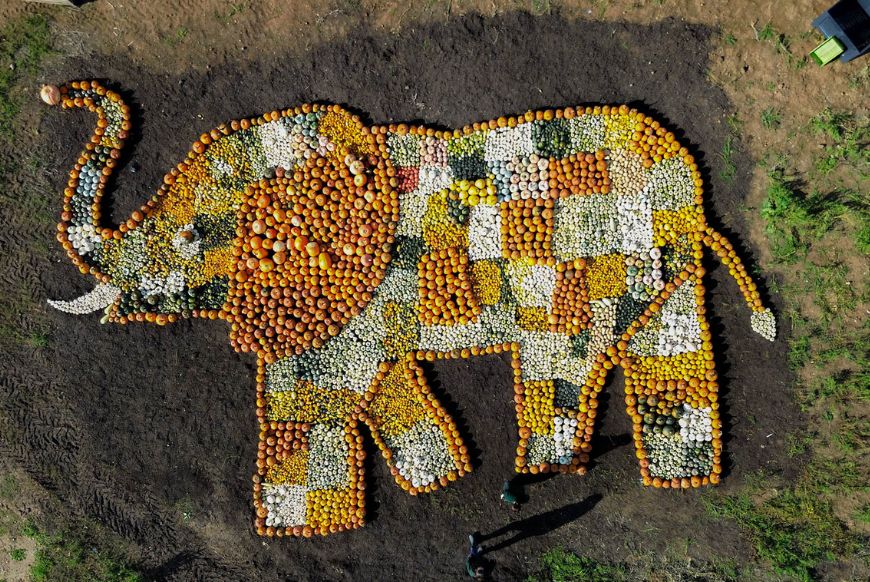 Elephant Mosiac out of pumpkins